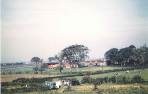 LE Two Large beech trees destroyed by Maunders property 1990