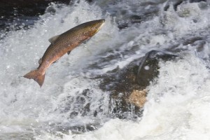 Salmon Male Atlantic in Mersey