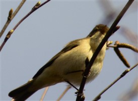 resize chiffchaff