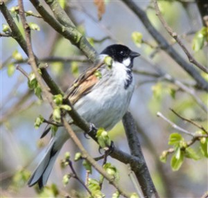 resize reed bunting