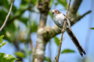 Long Tailed Tit