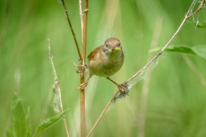 Reed Warbler 