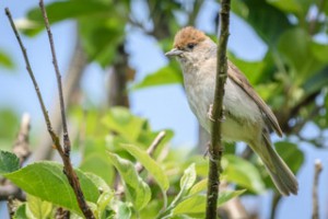 Female Blackcap