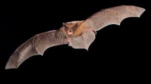 Pipistrelle 1