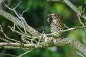 Song Thrush