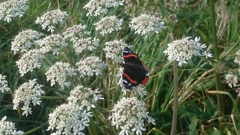 red-admiral-october