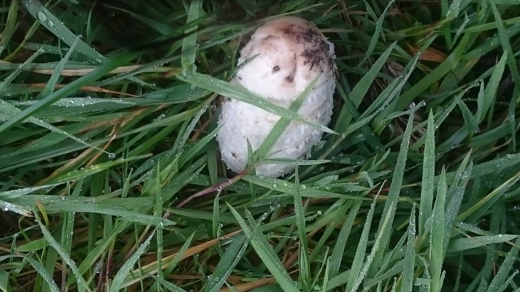 shaggy-ink-cap-october